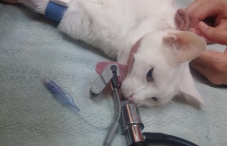 מגי החתולה או בליעת גוף זר וניתוח מסובך